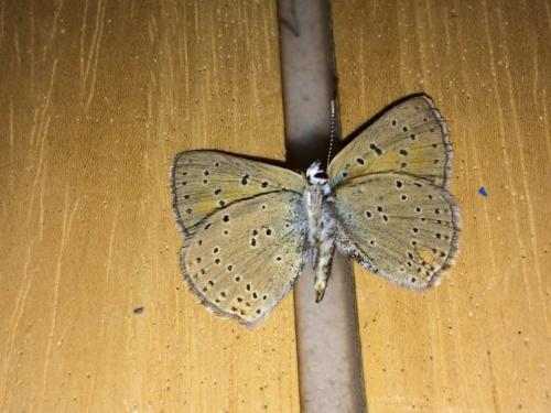 Réf. 179 561 : Lycaena hippothoe